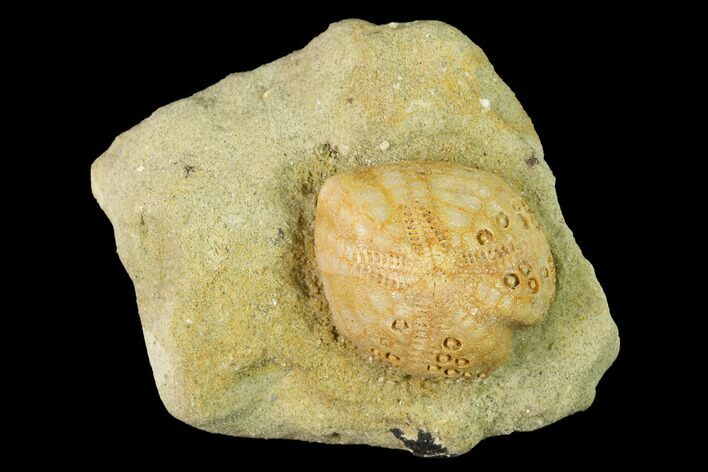 95 Sea Urchin Lovenia Fossil On Sandstone Beaumaris Australia 